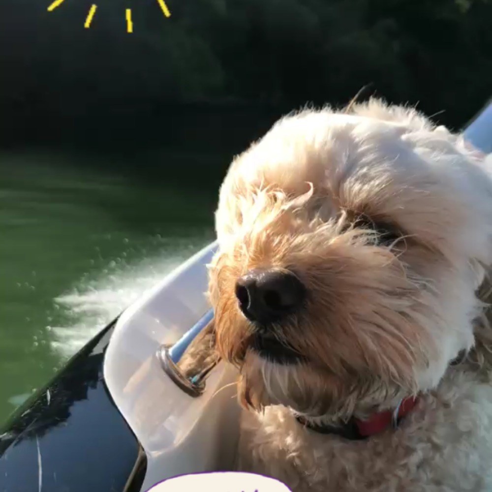 Meet your Posher, Ines